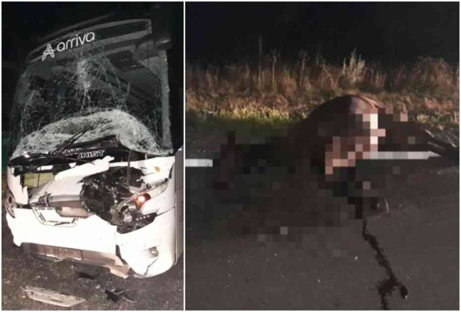 STRAVIČNI PRIZORI U HRVATSKOJ: Autobus pun putnika udario u konja! Životinja stradala, vozilo smrskano (FOTO)