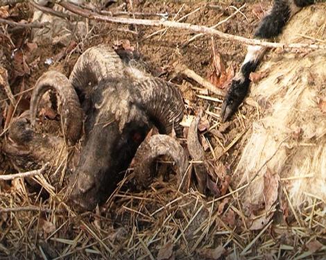 STRVIČNI PRIZORI Leševi 200 ovaca razbacani u šumi kod Dervente, meštani paniče zbog moguće zaraze