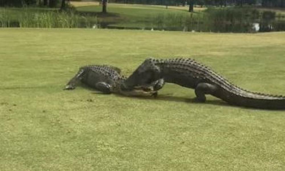 SUDAR TITANA NA GOLF IGRALIŠTU: Igrači se skamenili dok su se aligatori DVA SATA borila do smrti (VIDEO)