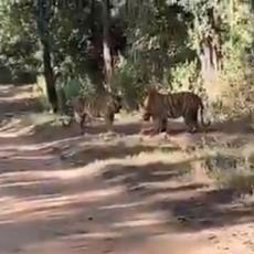 SUROVA PRIRODA: Dva tigra u OPAKOJ borbi za teritoriju, pred očima ljudi! Zvuk je još STRAŠNIJI! (VIDEO)