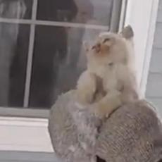 SUZE SAME TEKU: Jadna maca je umirala zakopana u snegu, a onda, posle sat vremena... (VIDEO)