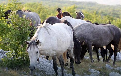 SVAKA ČAST MARIJO! Ovaj mladi Mostarac brine o stotinama divljih konja u Hercegovini i spasava ih od žeđi (FOTO)