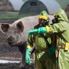 SVETU PRETI NOVA POŠAST? U Nemačkoj registrovano ukupno 37 slučajeva afričkog svinjskog gripa