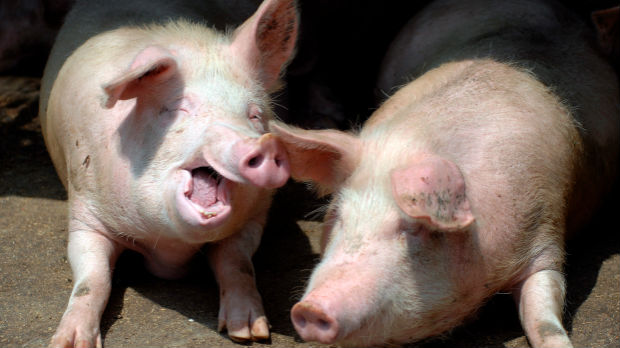 SZO će proučiti kinesku studiju o novom svinjskom gripu