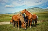 Safari sa divljim konjima u BiH, idealo za avanturiste i ljubitelje prirode
