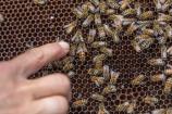 Sajam pčelarstva jugoistočnog Balkana u Vranju