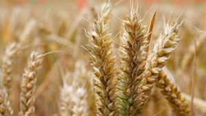 Saković: Cena pšenice raste zbog pandemije