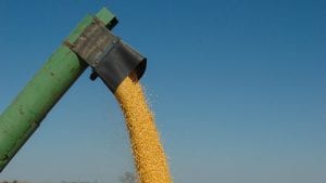 Saković: Cenu kukuruza podigli finansijski fondovi