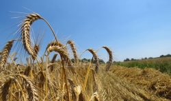 Saković: Žetva pšenice u Srbiji pri kraju, ukupan rod od 2,6 miliona tona