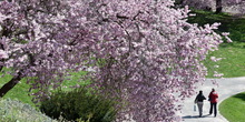 Sakura festivali u susret proleću