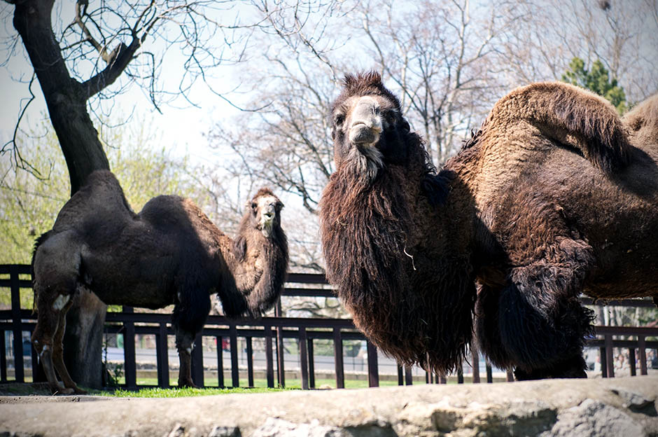 Samo im TO treba: Lebane kupuje dve kamile!
