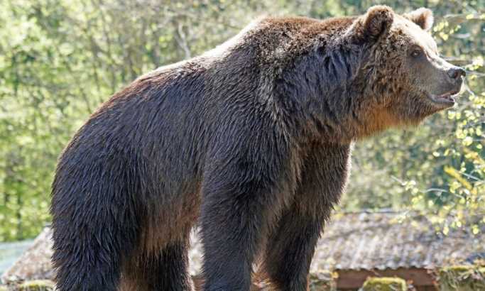 Samo u BiH: Medved ga napao, pa se okupao iza njegove kuće
