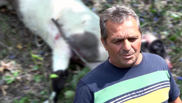 Sandžak- Psi lutalice ponovo zaklali stado ovaca (VIDEO)