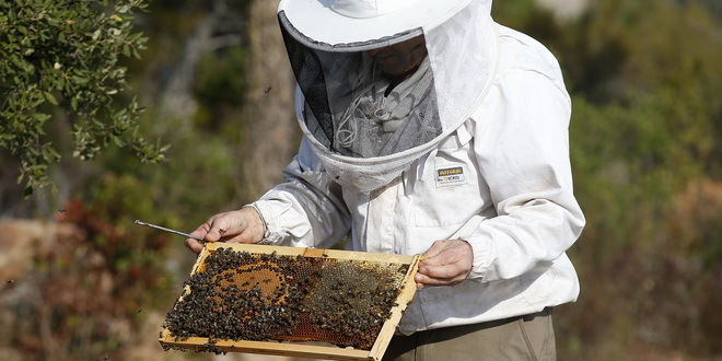 Savetovanje pčelara u Sremskoj Mitrovici