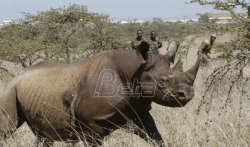 Sedam crnih nosoroga stradalo u Keniji prilikom premeštanja u nacionalni park