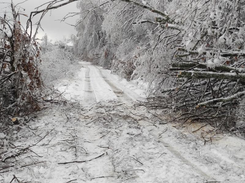 Šef Zimskog štaba: U Nišu i okolini veći problem drveće na putu i automobili nego sneg