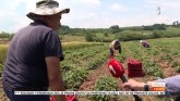 Selo kod Leskovca poznato po jagodama: Godišnje proizvedu više od 300.000 kilograma VIDEO