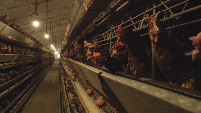 Selo u kom živi 100.000 koka nosilja: Iz farme u Paštrićima dnevno izađe 60.000 jaja