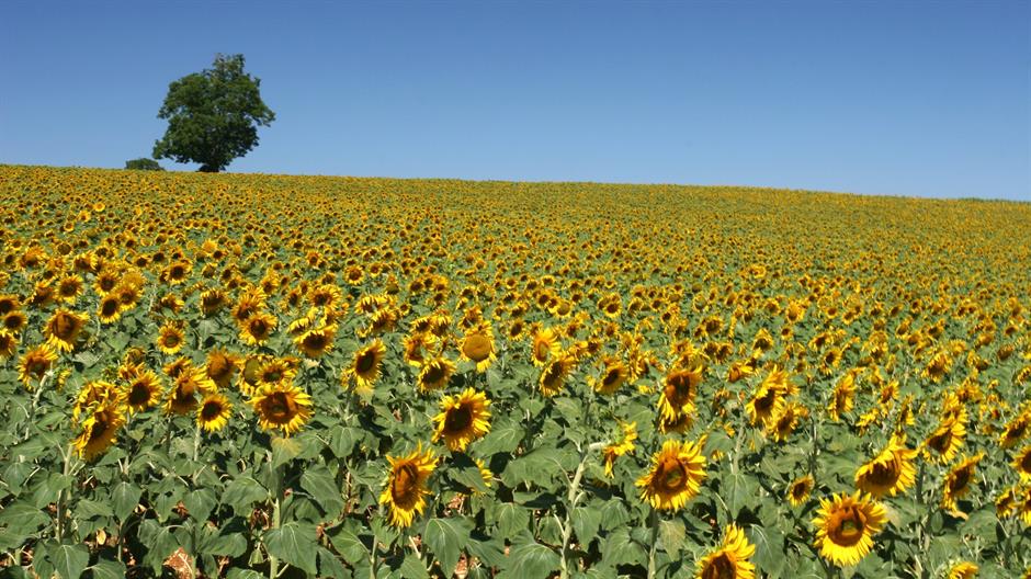 Serbian Farmers meet minister to discuss sunflower prices