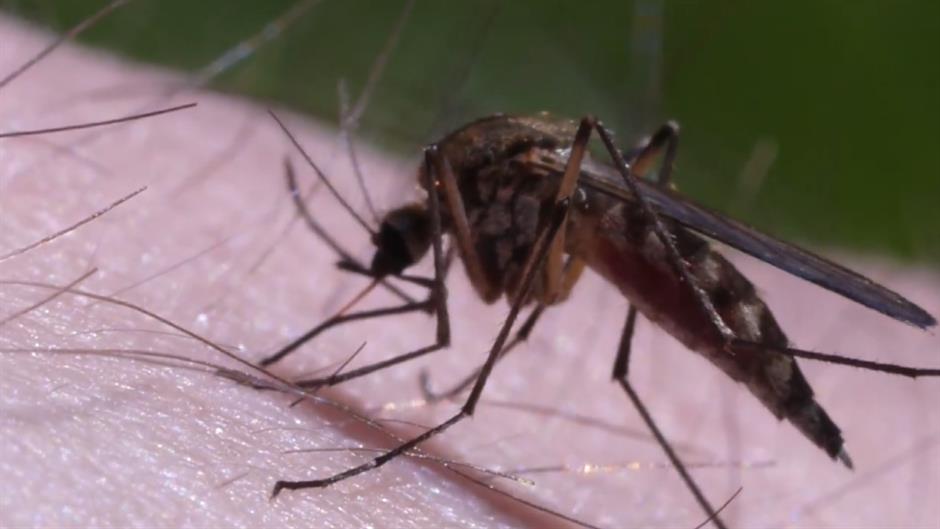 Serbian Health Institute reports more West Nile cases