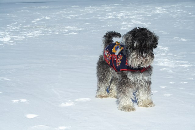 Šest saveta koji će pomoći da vaš pas lakše prebrodi ledene dane