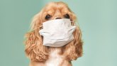 Šetnja pasa u doba korona virusa: To nije hir, već fiziološka potreba“
