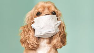 Šetnja pasa u doba korona virusa: „To nije hir, već fiziološka potreba“
