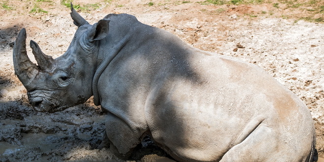Severnom belom nosorogu preti izumiranje
