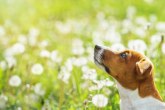 Sezonske alergije pogađaju i pse, evo kako da pomognete svom ljubimcu