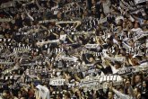 Sezonske planule – Partizan na dobrom putu da obori rekord Makabija