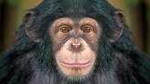 Šimpanze i ljudi: Odlazak u bioskop je društveni fenomen