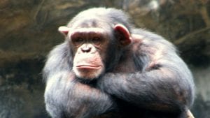 Šimpanze koje „govore“ kao ljudi