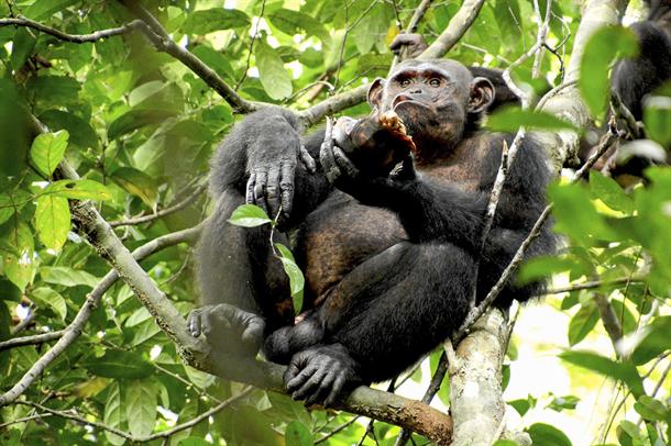 Šimpanze počele da jedu kornjače (FOTO)  