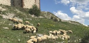 Sindikat poljoprivrede Srbije: Strahujemo da će Al Dahra ugasiti stočarsku proizvodnju u PKB-u
