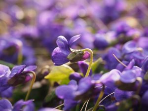 Sirup od divlje ljubičice – da nazdravimo u čast proleća