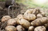 Siže čak iz Egipta: Zbog koronakrize eskalirao uvoz krompira u Hrvatsku