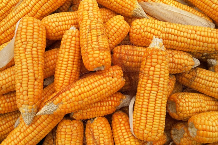 Sjetva kukuruza biće skuplja 50 odsto u odnosu na lani