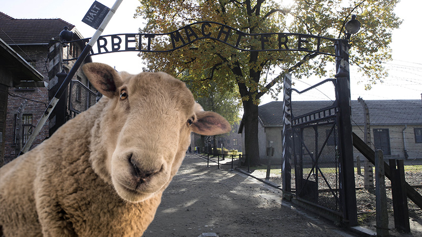 Skandal u Aušvicu: Zaklali ovcu i goli se vezali za kapiju