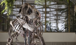 Skelet Tiranosaurusa reksa prodat na aukciji za 5,6 miliona evra