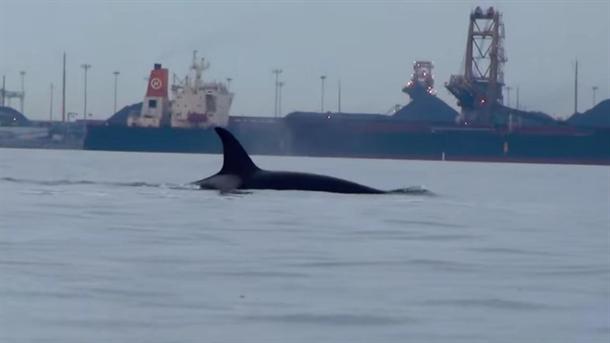 Skočio sa 12 metara da bi spasao kita! (VIDEO)
