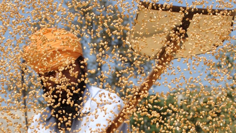 Skok cijena pšenice nakon indijske zabrane izvoza 