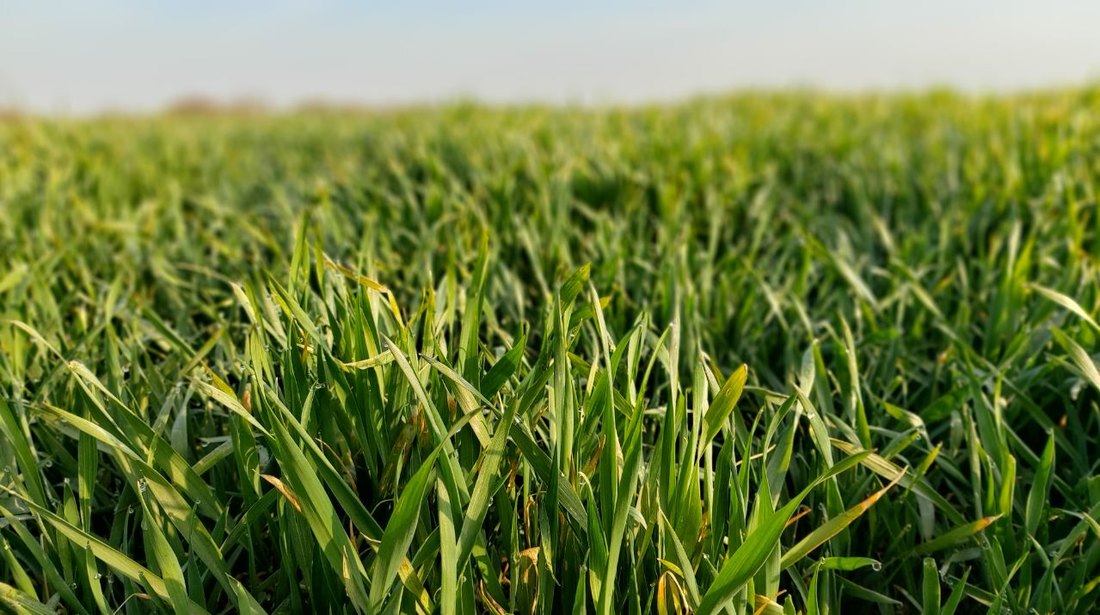 Skok globalne cene pšenice