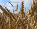 Slabiji kvalitet pšenice na jugoistoku Srbije