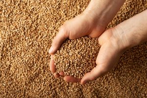 Sledeća žetva pšenice u Ukrajini biće prepolovljena