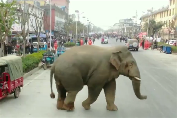 Slon ušao u centar grada (VIDEO)