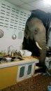 Slon sklon lopovluku - opet provalio u istu kuću