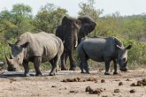 Slonova kost pripada slonovima, kost nosoroga nosorozima