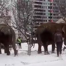 Slonovi pobegli iz cirkusa da bi se igrali u snegu! 10 ljudi moralo da ih gura nazad! (VIDEO)