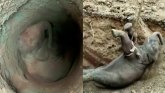 Slonovi u Indiji: Mladunče spaseno uz pomoć bagera iz dubokog bunara