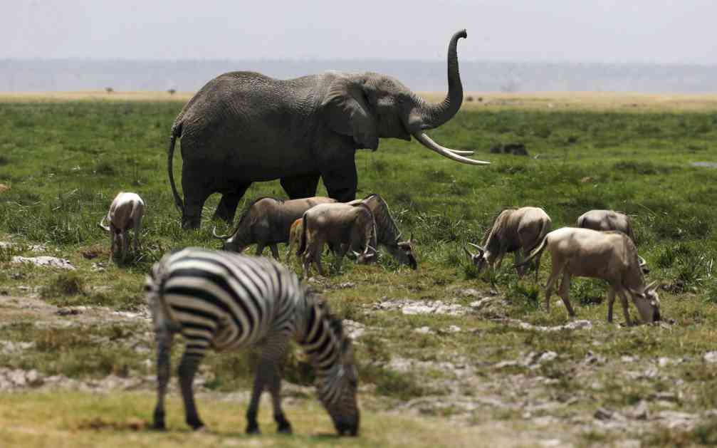 Slonovi, žirafe, antilope kolateralna šteta sukoba u Africi
